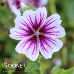 ZEBRINA MUSK MALLOW -Deals Gardenith Store DETA 932