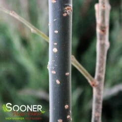 JAPANESE PAGODA TREE 3 JAPANESE PAGODA TREE -Deals Gardenith Store DETA 97