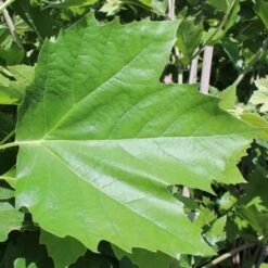 BLOODGOOD LONDON PLANETREE -Deals Gardenith Store DETA2 1125