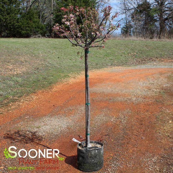 CORALBURST CRABAPPLE 2 CORALBURST CRABAPPLE - Image 2