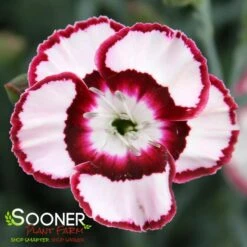 RASPBERRY SWIRL DIANTHUS -Deals Gardenith Store DETA2 1178