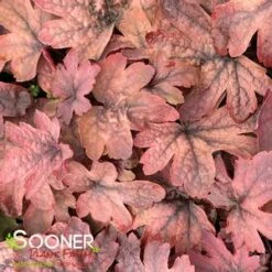 SWEET TEA FOAMY BELLS -Deals Gardenith Store DETA2 1232