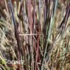 BLUE HEAVEN® LITTLE BLUESTEM