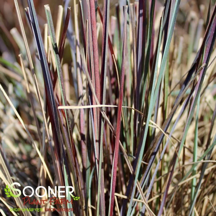 BLUE HEAVEN® LITTLE BLUESTEM 1 BLUE HEAVEN® LITTLE BLUESTEM