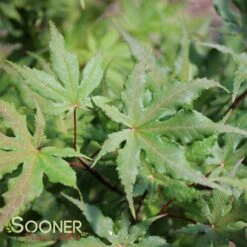 AMBER GHOST UPRIGHT JAPANESE MAPLE -Deals Gardenith Store DETA2 1409