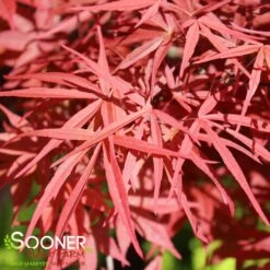 BENI OTAKE UPRIGHT JAPANESE MAPLE -Deals Gardenith Store DETA2 1410