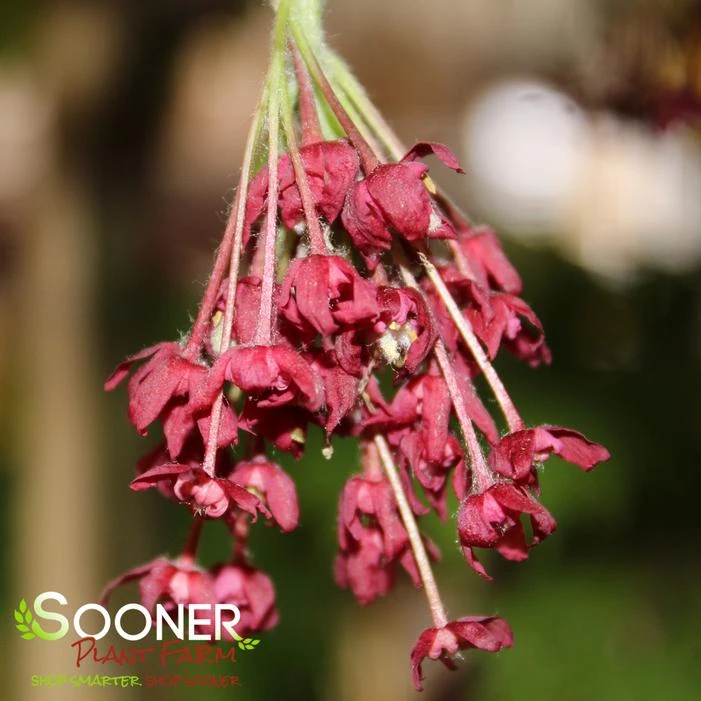 DANCING PEACOCK UPRIGHT JAPANESE MAPLE 2 DANCING PEACOCK UPRIGHT JAPANESE MAPLE - Image 2