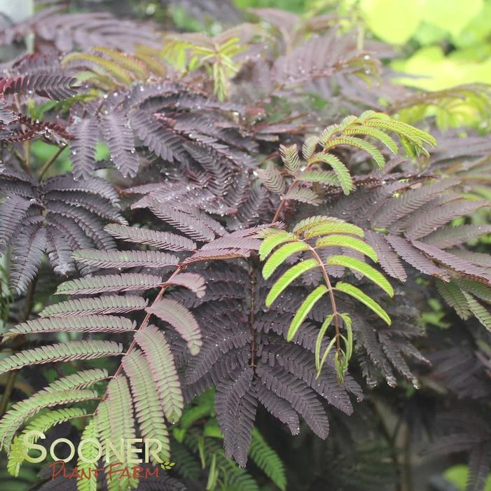 SUMMER CHOCOLATE MIMOSA 2 SUMMER CHOCOLATE MIMOSA - Image 2