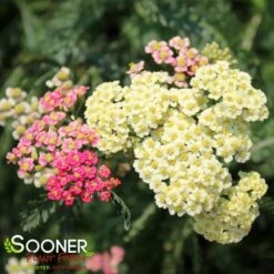 SUMMER PASTELS YARROW 10 SUMMER PASTELS YARROW -Deals Gardenith Store DETA2 1720