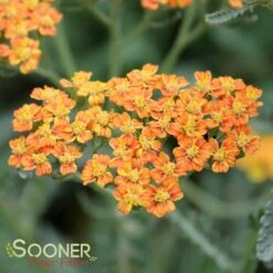 TERRA COTTA YARROW -Deals Gardenith Store DETA2 1721