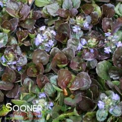 CATLIN'S GIANT AJUGA 5 CATLIN'S GIANT AJUGA -Deals Gardenith Store DETA2 1723