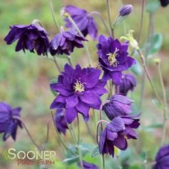 BLUE BARLOW COLUMBINE -Deals Gardenith Store DETA2 1728