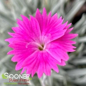 FIREWITCH DIANTHUS 2 FIREWITCH DIANTHUS - Image 2