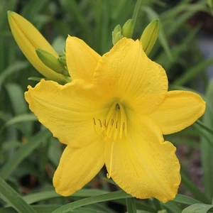 SCENTUAL SUNDANCE DAYLILY 3 SCENTUAL SUNDANCE DAYLILY - Image 3