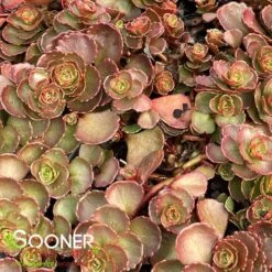 FULDAGLUT SEDUM 5 FULDAGLUT SEDUM -Deals Gardenith Store DETA2 1839