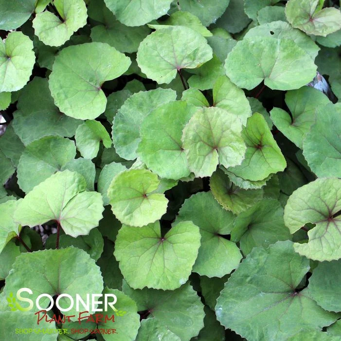 OTHELLO GOLDEN RAY 1 OTHELLO GOLDEN RAY