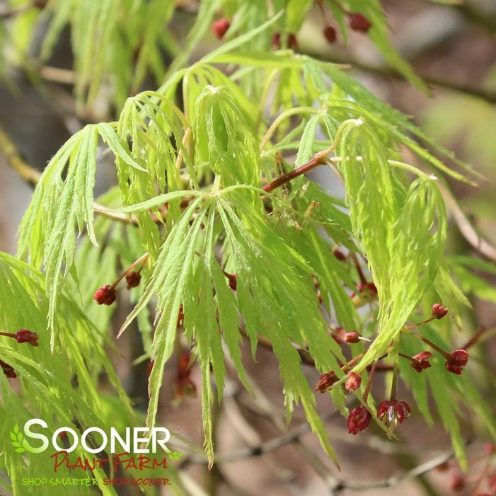 GREEN LACE WEEPING JAPANESE MAPLE 2 GREEN LACE WEEPING JAPANESE MAPLE - Image 2