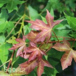 FIRE DRAGON® SHANTUNG MAPLE -Deals Gardenith Store DETA2 2002