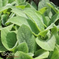 HELENE VON STEIN LAMB'S EAR 5 HELENE VON STEIN LAMB'S EAR -Deals Gardenith Store DETA2 2017