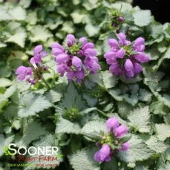 ORCHID FROST SPOTTED DEADNETTLE -Deals Gardenith Store DETA2 2047