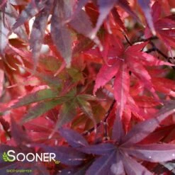PIXIE UPRIGHT JAPANESE MAPLE 5 PIXIE UPRIGHT JAPANESE MAPLE -Deals Gardenith Store DETA2 2088