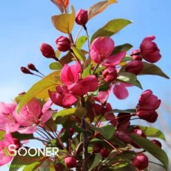 INDIAN MAGIC CRABAPPLE -Deals Gardenith Store DETA2 22