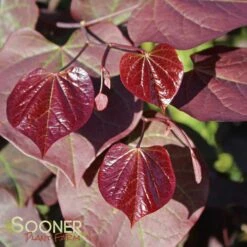 RUBY FALLS WEEPING REDBUD -Deals Gardenith Store DETA2 2311