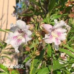 MORNING CLOUD CHITALPA -Deals Gardenith Store DETA2 2348