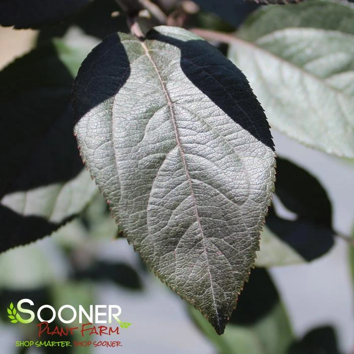 VELVET PILLAR CRABAPPLE 2 VELVET PILLAR CRABAPPLE - Image 2