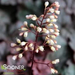 CAJUN FIRE CORAL BELLS 5 CAJUN FIRE CORAL BELLS -Deals Gardenith Store DETA2 2613