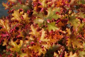 ZIPPER CORAL BELLS 2 ZIPPER CORAL BELLS - Image 2