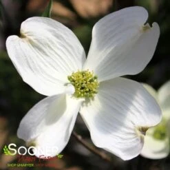 CHEROKEE PRINCESS® DOGWOOD 5 CHEROKEE PRINCESS® DOGWOOD -Deals Gardenith Store DETA2 27