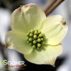 JEAN'S APPALACHIAN SNOW DOGWOOD 6 JEAN'S APPALACHIAN SNOW DOGWOOD -Deals Gardenith Store DETA2 2978
