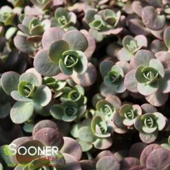 SUNSPARKLER® CHERRY TART SEDUM -Deals Gardenith Store DETA2 3014