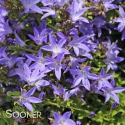 BLUE WATERFALL BELLFLOWER -Deals Gardenith Store DETA2 303