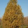 EXCLAMATION™ LONDON PLANETREE
