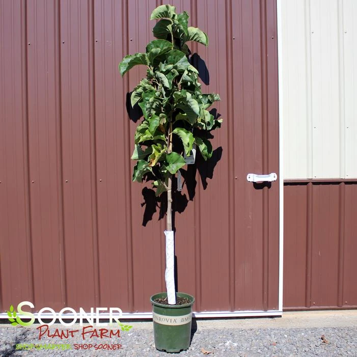 SUNSATION MAGNOLIA 1 SUNSATION MAGNOLIA