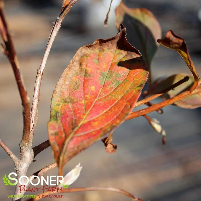 JAPANESE STEWARTIA 1 JAPANESE STEWARTIA