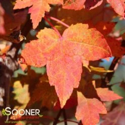 REDPOINTE® RED MAPLE 3 REDPOINTE® RED MAPLE -Deals Gardenith Store DETA2 3206