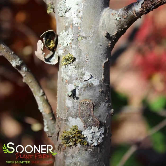 BOSQUE ELM 2 BOSQUE ELM - Image 2