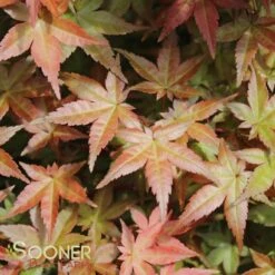 DESHOJO UPRIGHT JAPANESE MAPLE -Deals Gardenith Store DETA2 3423