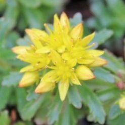 WEIHENSTEPHANER GOLD SEDUM 6 WEIHENSTEPHANER GOLD SEDUM -Deals Gardenith Store DETA2 344