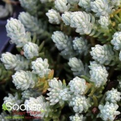 BLUE SPRUCE SEDUM -Deals Gardenith Store DETA2 347
