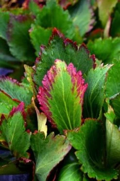 NOVA™ FLAME MUKGENIA 5 NOVA™ FLAME MUKGENIA -Deals Gardenith Store DETA2 3592