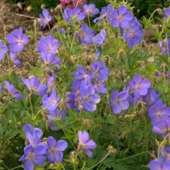 JOHNSON'S BLUE GERANIUM -Deals Gardenith Store DETA2 3593