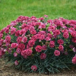 FRUIT PUNCH® CHERRY VANILLA DIANTHUS -Deals Gardenith Store DETA2 3632