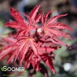 SUMINAGASHI UPRIGHT JAPANESE MAPLE -Deals Gardenith Store DETA2 3679