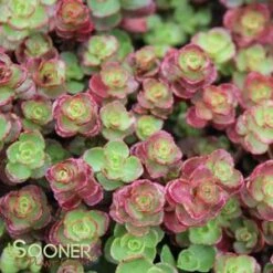 RED CARPET SEDUM -Deals Gardenith Store DETA2 372