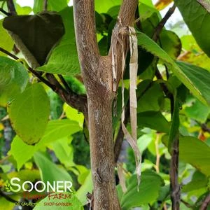 FRAGRANT SNOWBELL 5 FRAGRANT SNOWBELL - Image 5