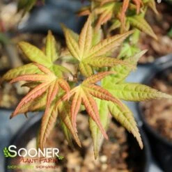 CORAL MAGIC UPRIGHT JAPANESE MAPLE -Deals Gardenith Store DETA2 3855